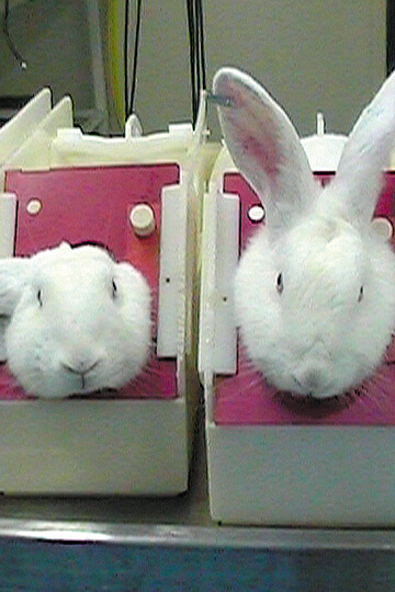 Expérimentation animale - Les tests pyrogènes sur les lapins, c’est fini !