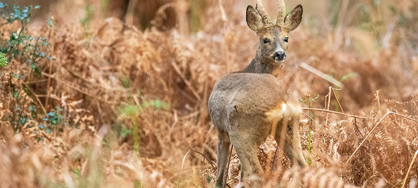 Alerte sur l’inaction pour la biodiversité et les animaux : l’Etat français dans le viseur