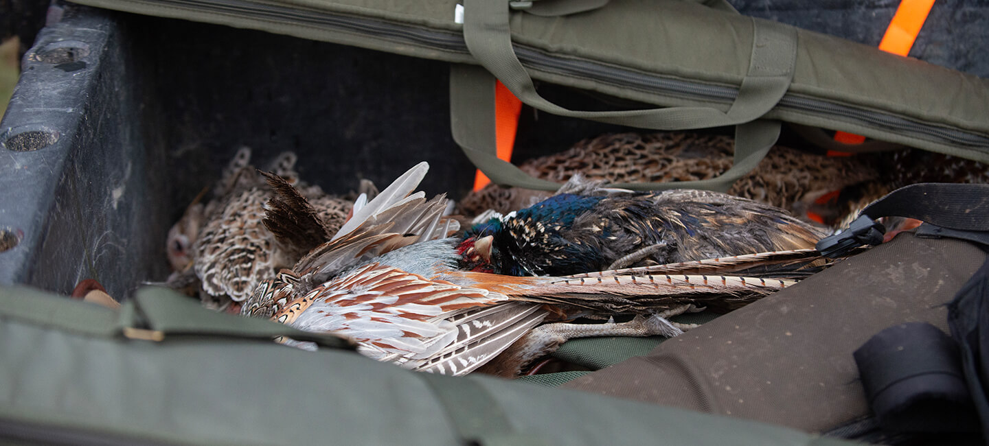 Oiseaux en péril : l’État recule, nous appelons à une interdiction urgente de la chasse