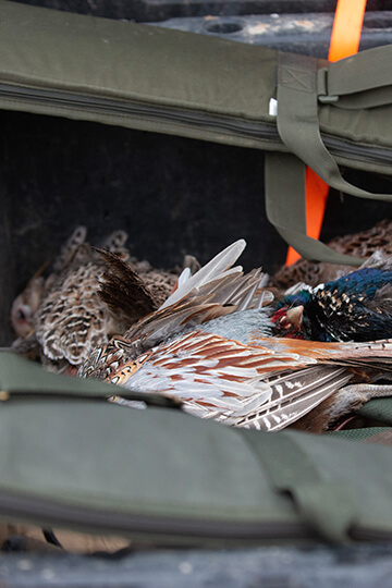 Oiseaux en péril : l’État recule, nous appelons à une interdiction urgente de la chasse