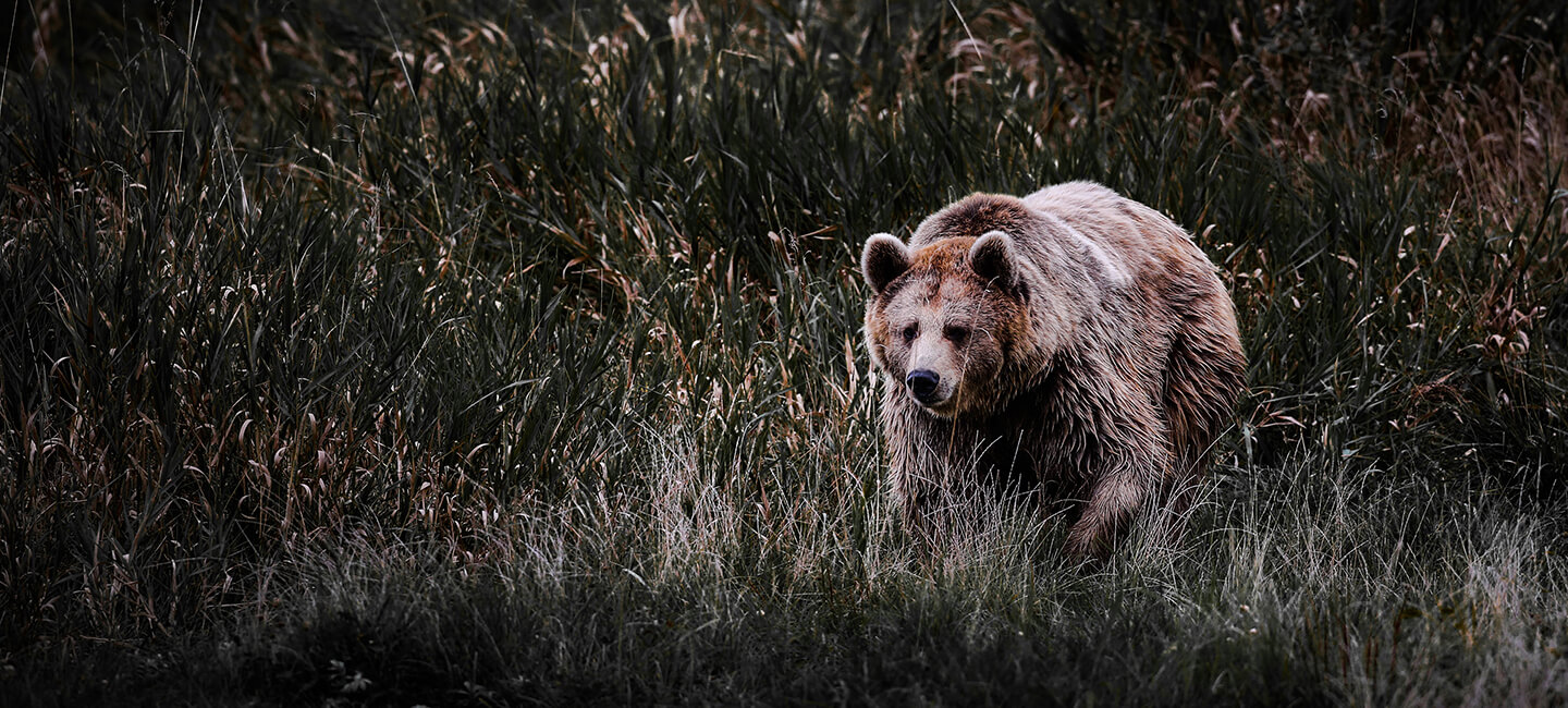 La préfecture de l’Ariège persiste à harceler les ours sur l’estive d’Arreau : nouveau référé-liberté déposé 