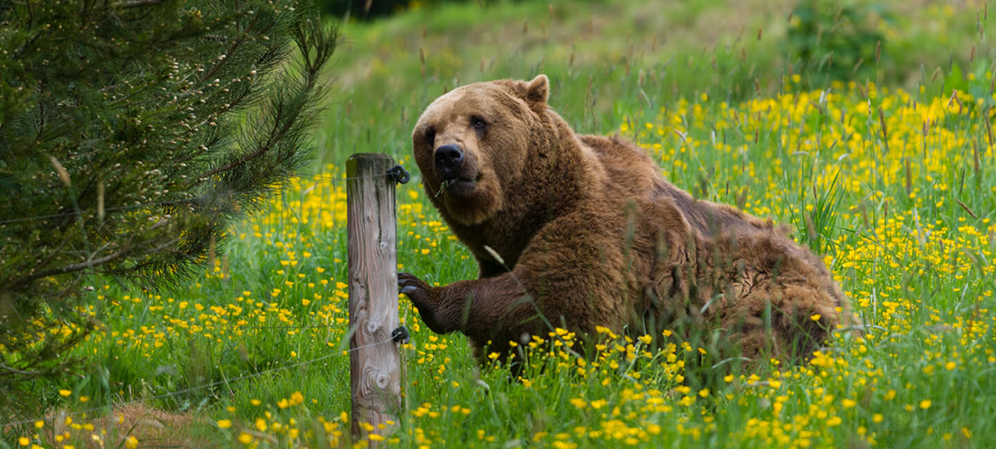 Manœuvres déloyales de la préfecture et acharnement sur les ours en Ariège: One Voice contre-attaque
