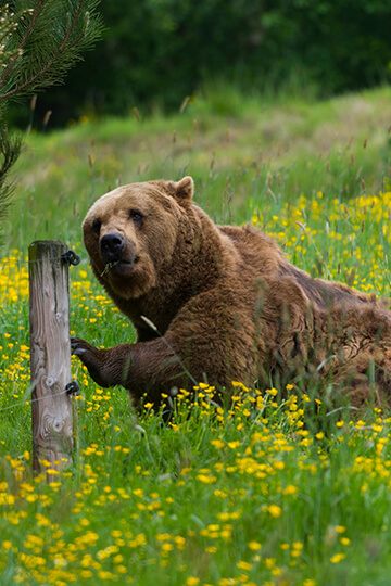 Manœuvres déloyales de la préfecture et acharnement sur les ours en Ariège: One Voice contre-attaque