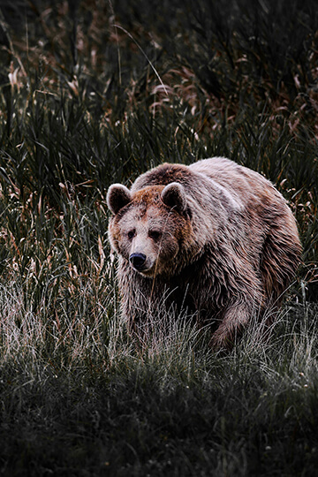 La préfecture de l’Ariège persiste à harceler les ours sur l’estive d’Arreau : nouveau référé-liberté déposé 