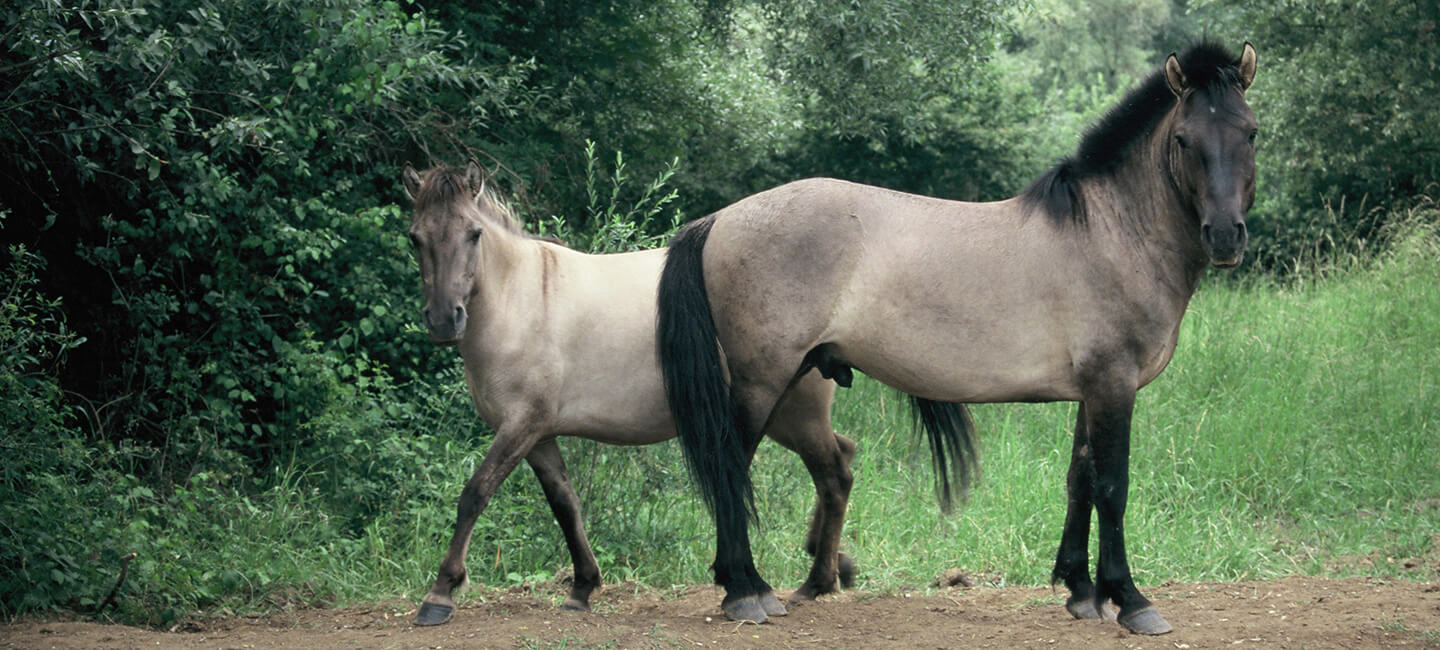 Journée mondiale des chevaux : soyons à la hauteur du lien qui nous unit