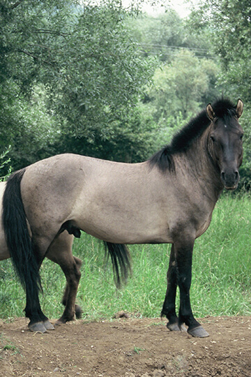 Journée mondiale des chevaux : soyons à la hauteur du lien qui nous unit