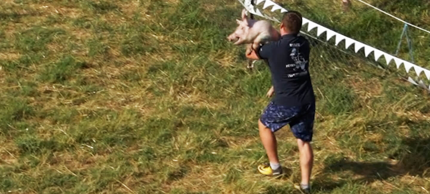 « Tiercé de cochons » à Vabres-l’Abbaye : un spectacle de souffrance à arrêter d’urgence
