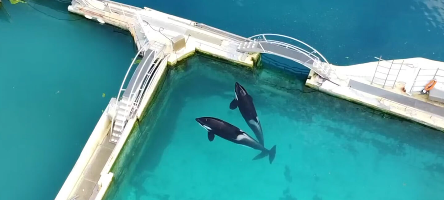 Pour Wikie , Keijo  et les dauphins, un sanctuaire et rien d'autre!