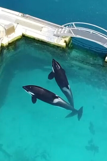 Pour Wikie , Keijo  et les dauphins, un sanctuaire et rien d'autre!