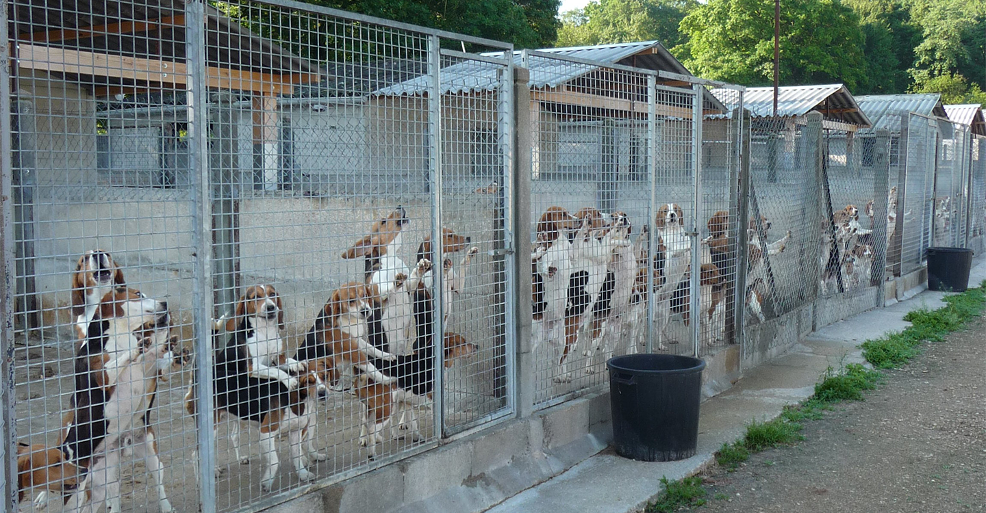 Mobilisation pour la fermeture de l'élevage de chiens de Mézilles