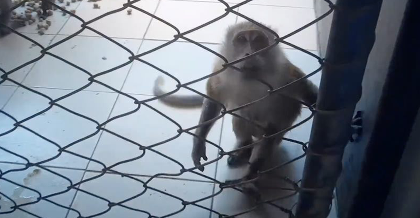 Rousset - Non à l'extension du Centre de primatologie