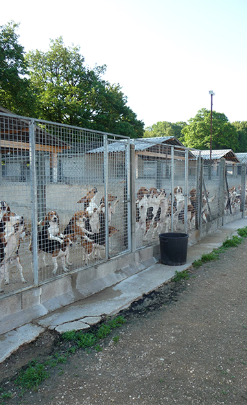 Mobilisation pour la fermeture de l'élevage de chiens de Mézilles