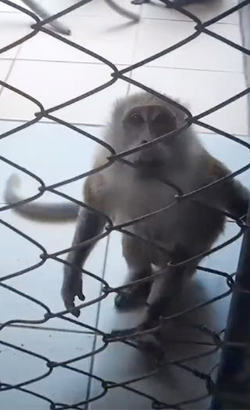 Rousset - Non à l'extension du Centre de primatologie