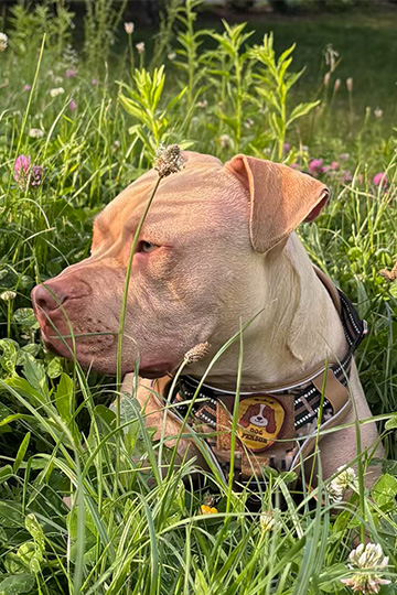 Après l’avoir harcelée pendant des mois, son voisin la menace de mort et tire sur son chien