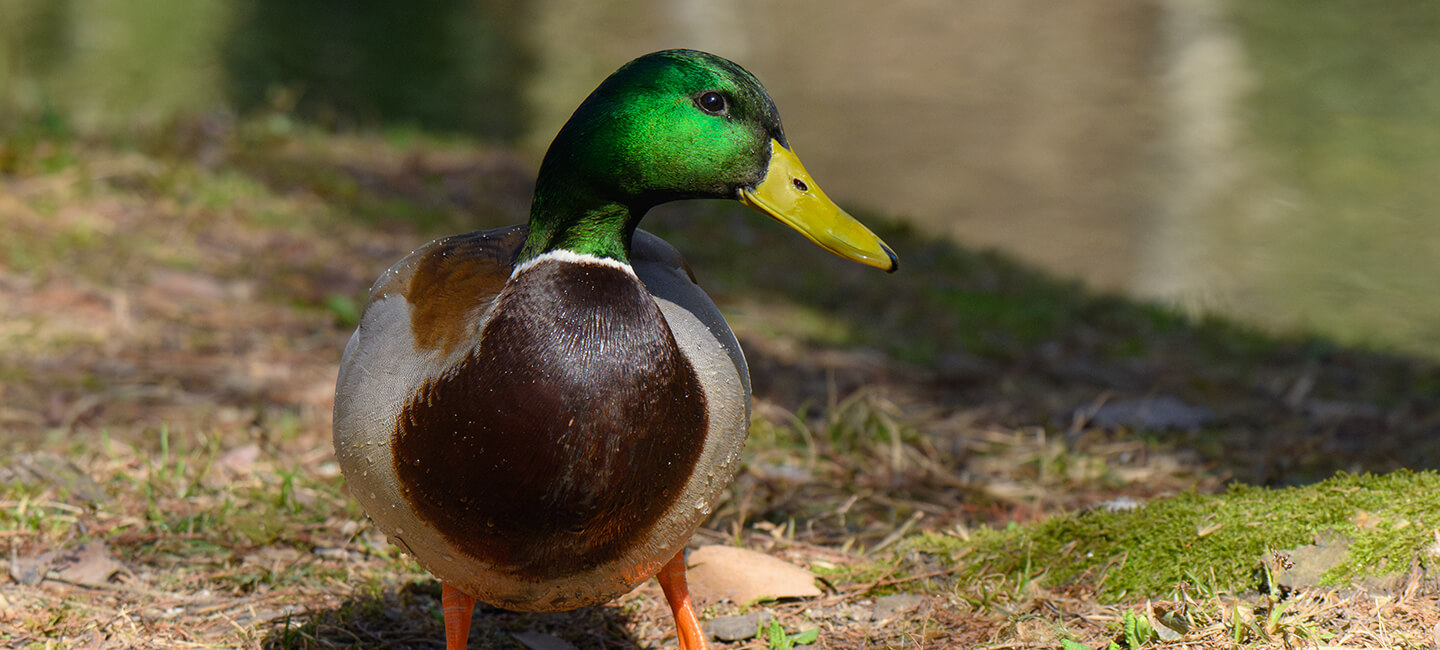 Charnier de canards et sarcelles dans la Somme : One Voice porte plainte