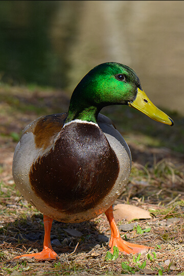 Charnier de canards et sarcelles dans la Somme : One Voice porte plainte