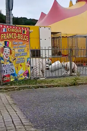 A tragedy narrowly avoided in Montivilliers, at the Franco-Belge Circus. One Voice files a complaint