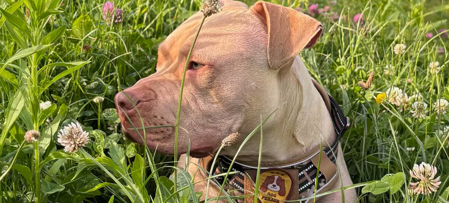 Après l’avoir harcelée pendant des mois, son voisin la menace de mort et tire sur son chien