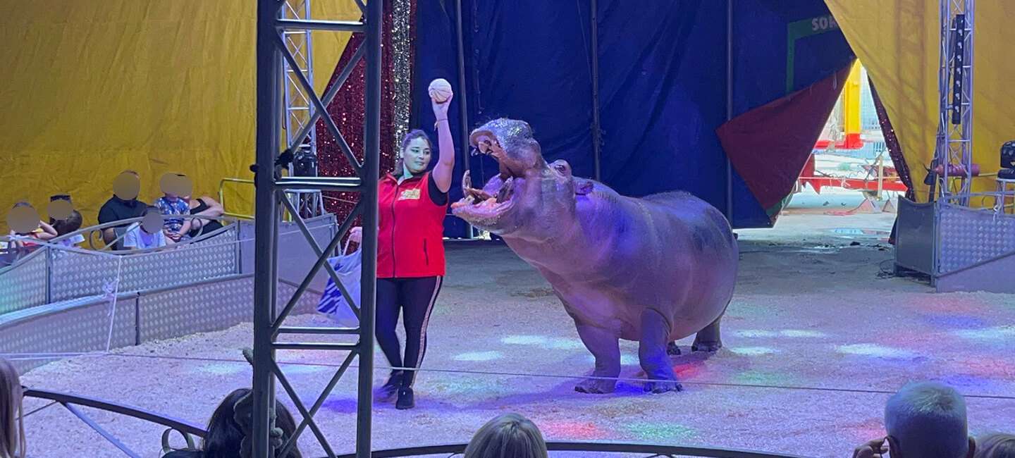 Cirque Muller : toujours illégal, toujours aussi indécent pour les animaux