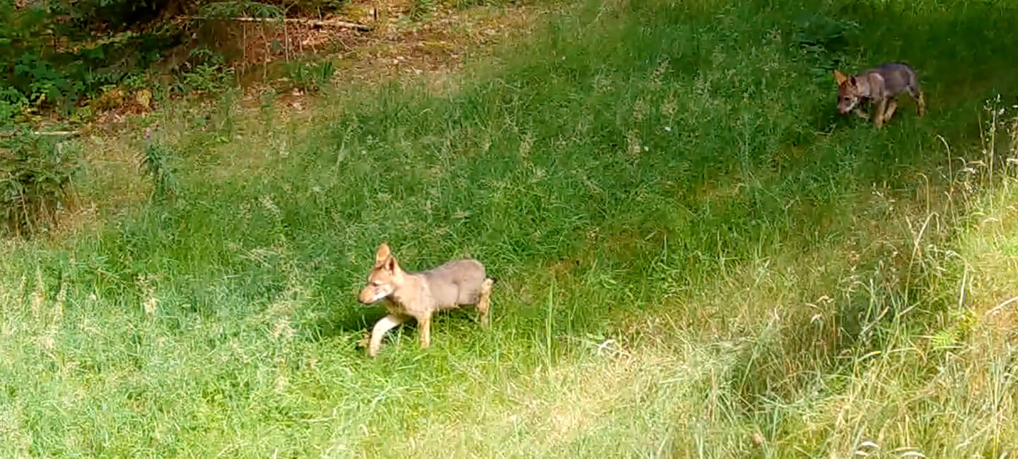 Naissance rare de louveteaux sur le plateau de Millevaches: un trésor vivant menacé de braconnage