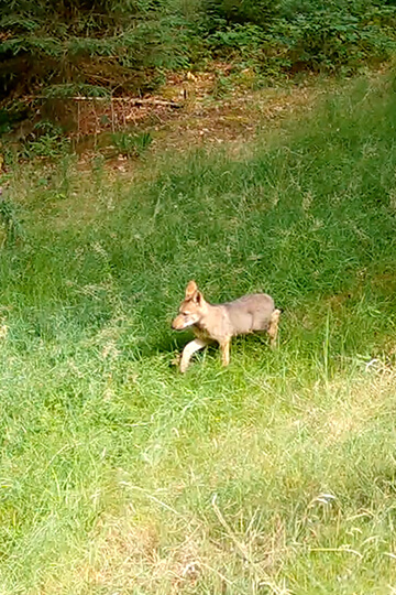 Naissance rare de louveteaux sur le plateau de Millevaches: un trésor vivant menacé de braconnage