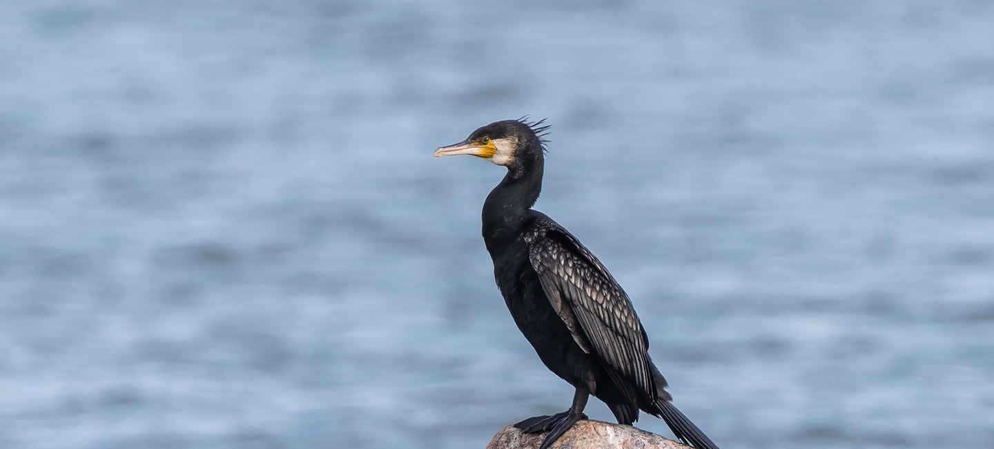 Non à l’abattage de 80 000 grands cormorans !
