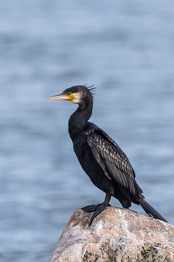 Non à l’abattage de 80 000 grands cormorans !
