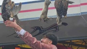 Jeu du cou de l’oie : Saint-Bonnet-près-Riom persiste, avec l’appui des chasseurs
