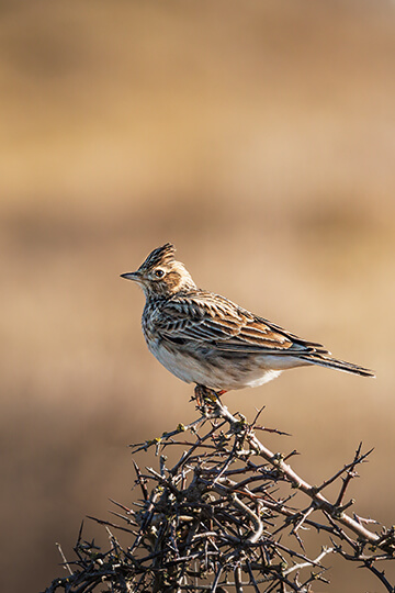 The government is persecuting skylarks: we are once again referring to the Council of State