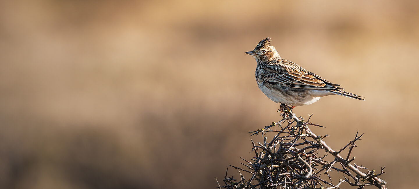 The government is persecuting skylarks: we are once again referring to the Council of State
