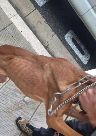 Audience pour deux chiens maltraités enfin saisis