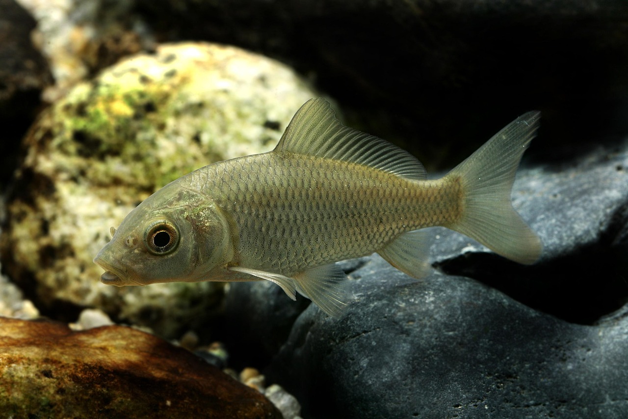 Carpes