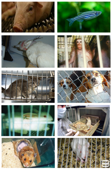 En trois mois, l’État français a autorisé l’utilisation de plus d’1,8 million d’animaux dans les laboratoires français