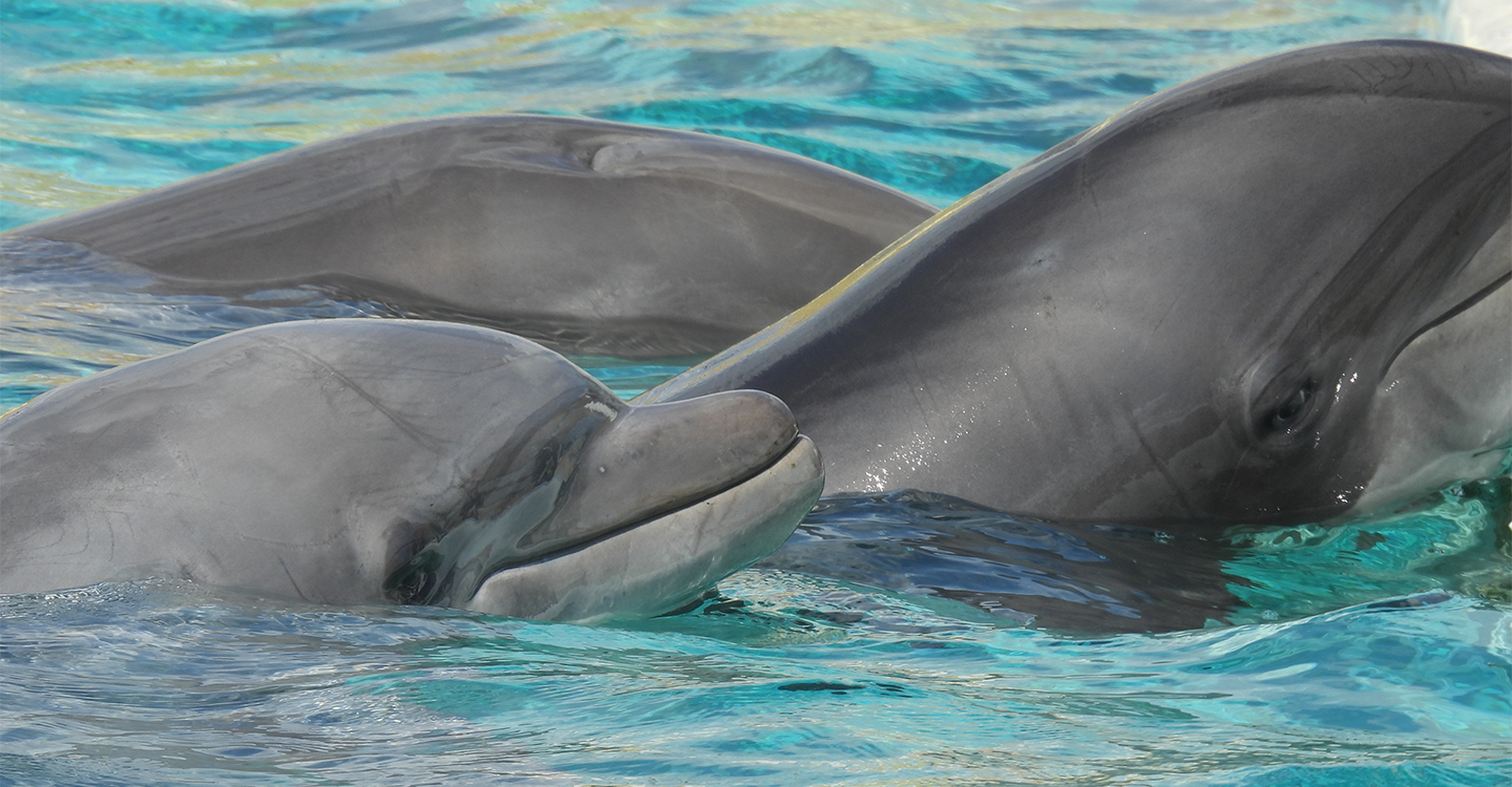 Dauphins et orques de Marineland : un sanctuaire, rien d'autre !