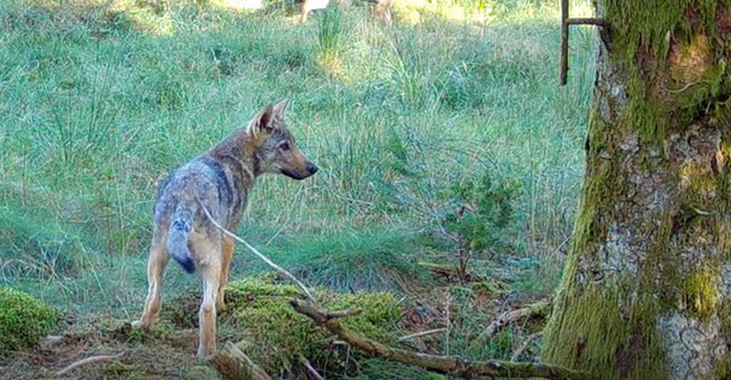 Action nationale - Respect pour les loups