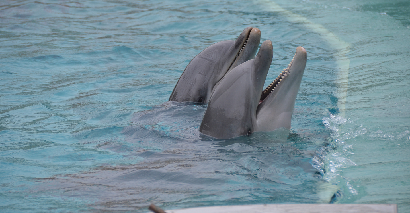 Dauphins de Planète Sauvage : un sanctuaire et rien d'autre !