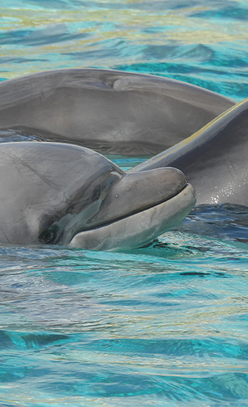 Dauphins et orques de Marineland : un sanctuaire, rien d'autre !