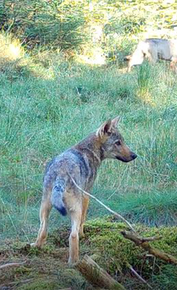 Action nationale - Respect pour les loups