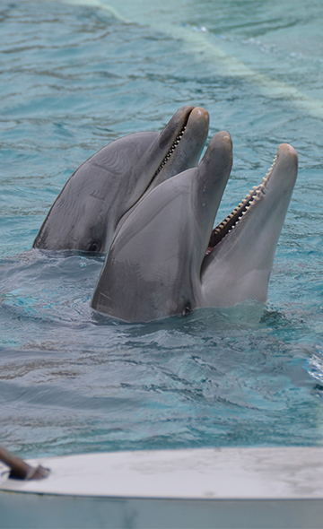Dauphins de Planète Sauvage : un sanctuaire et rien d'autre !