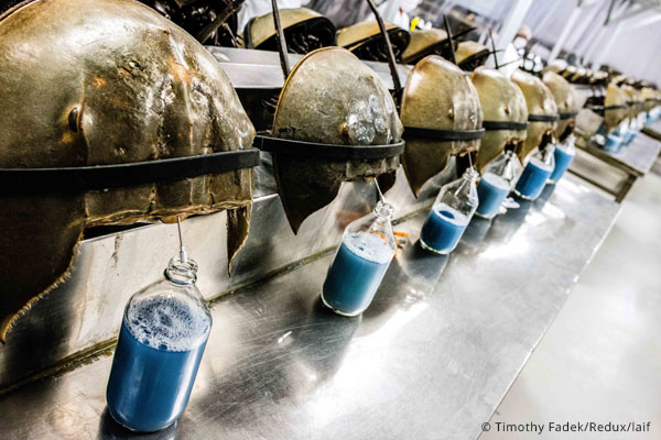 Sauvons les limules, victimes des usines à sang de l’industrie biomédicale