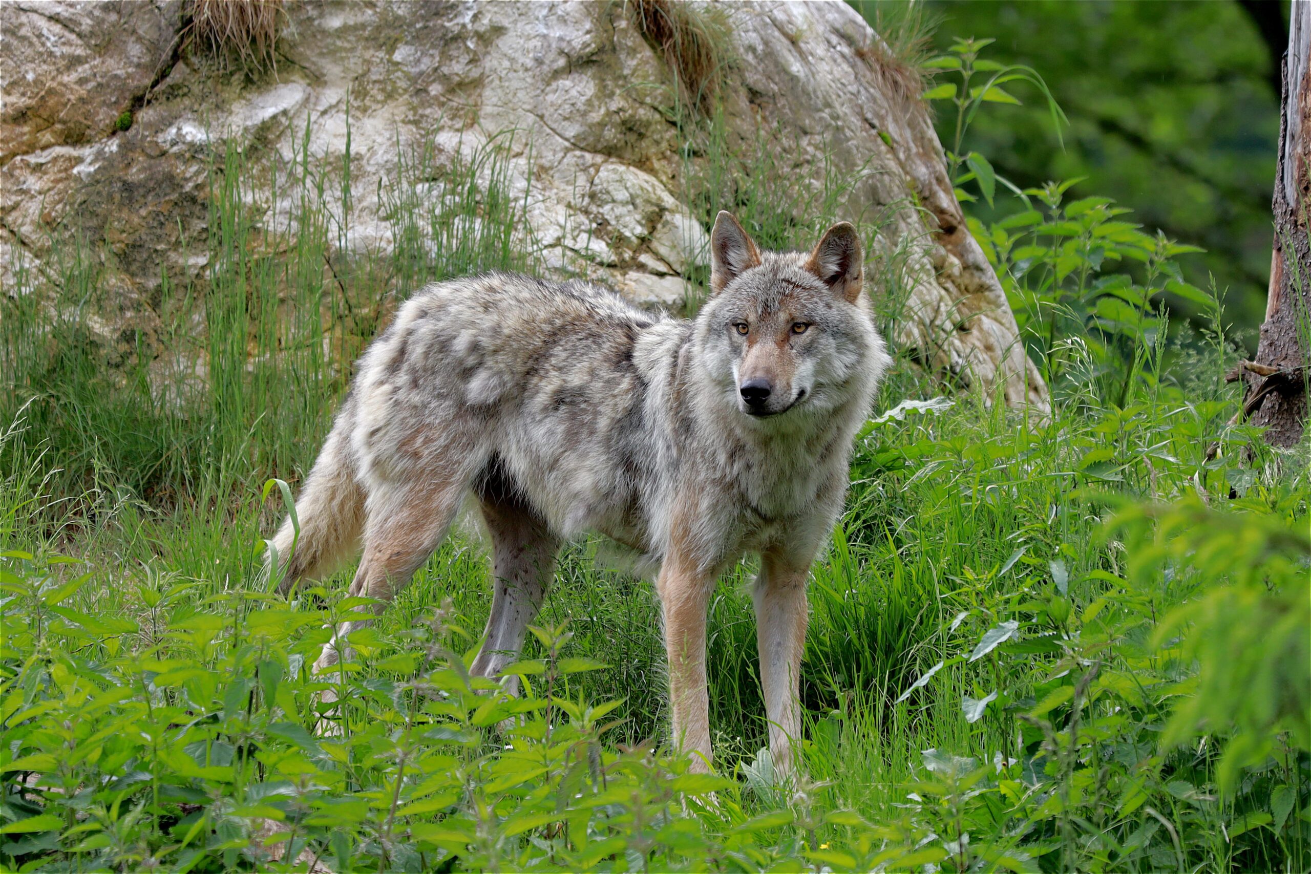 Les loups en urgence absolue : le projet d’arrêté réduisant leur protection est dévoilé