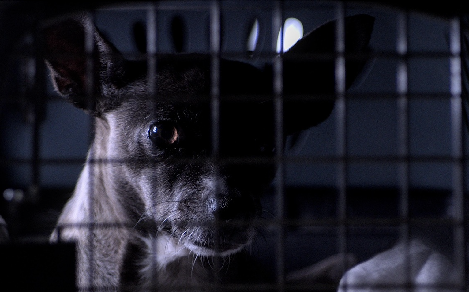 La fourrière SACPA de Perpignan attendue devant la justice pour maltraitance animale