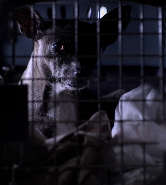 La fourrière SACPA de Perpignan attendue devant la justice pour maltraitance animale