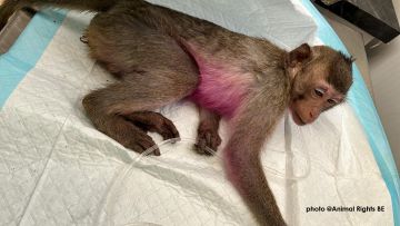 Une journée dans la peau d'un singe de laboratoire