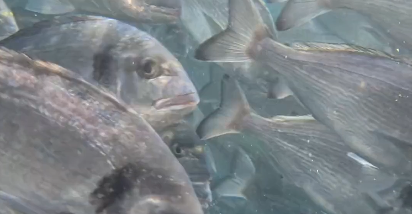 Cannes - Journée Mondiale pour la Fin de la Pêche