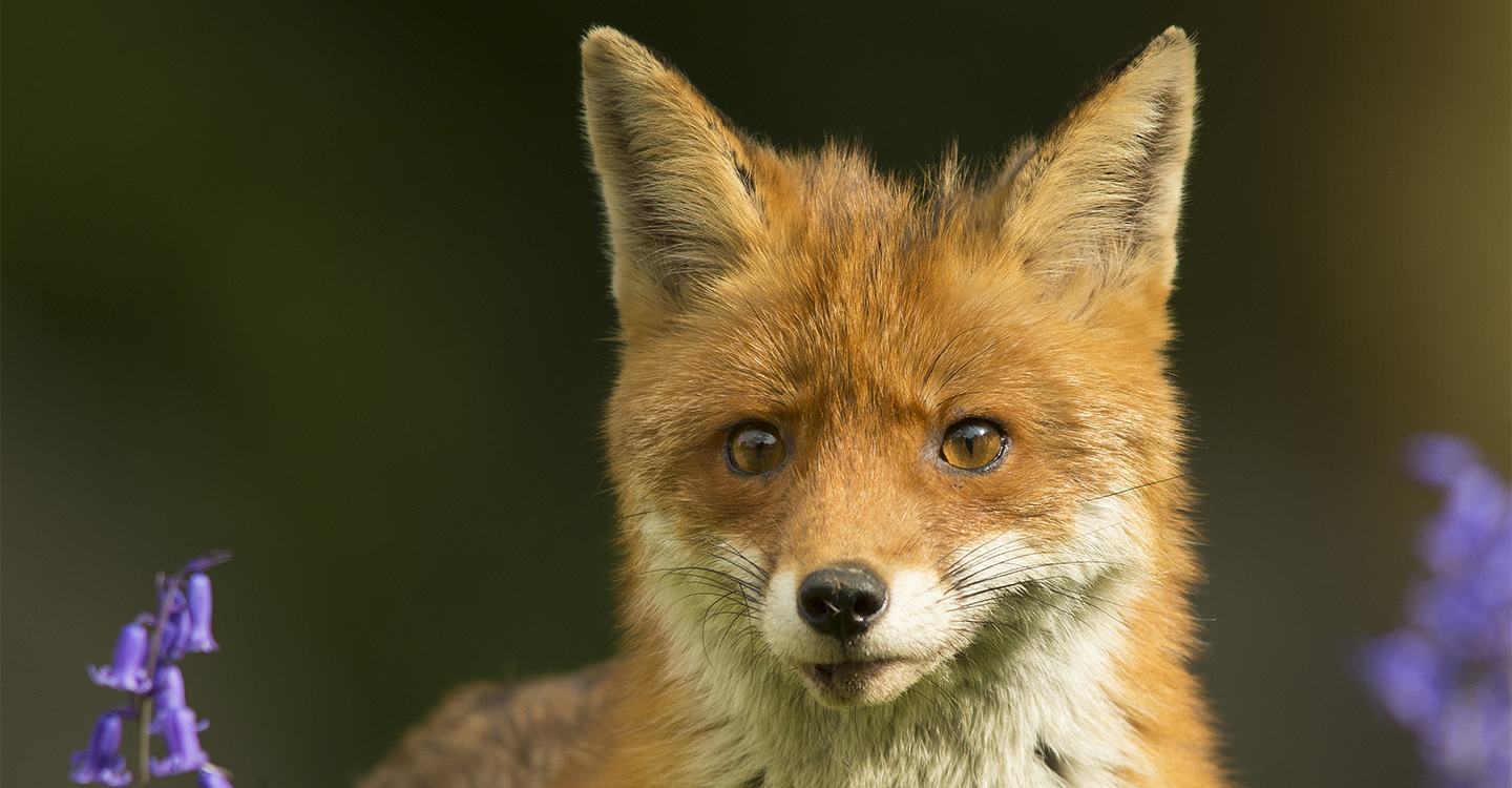 Action nationale - Stoppons le massacre des renards