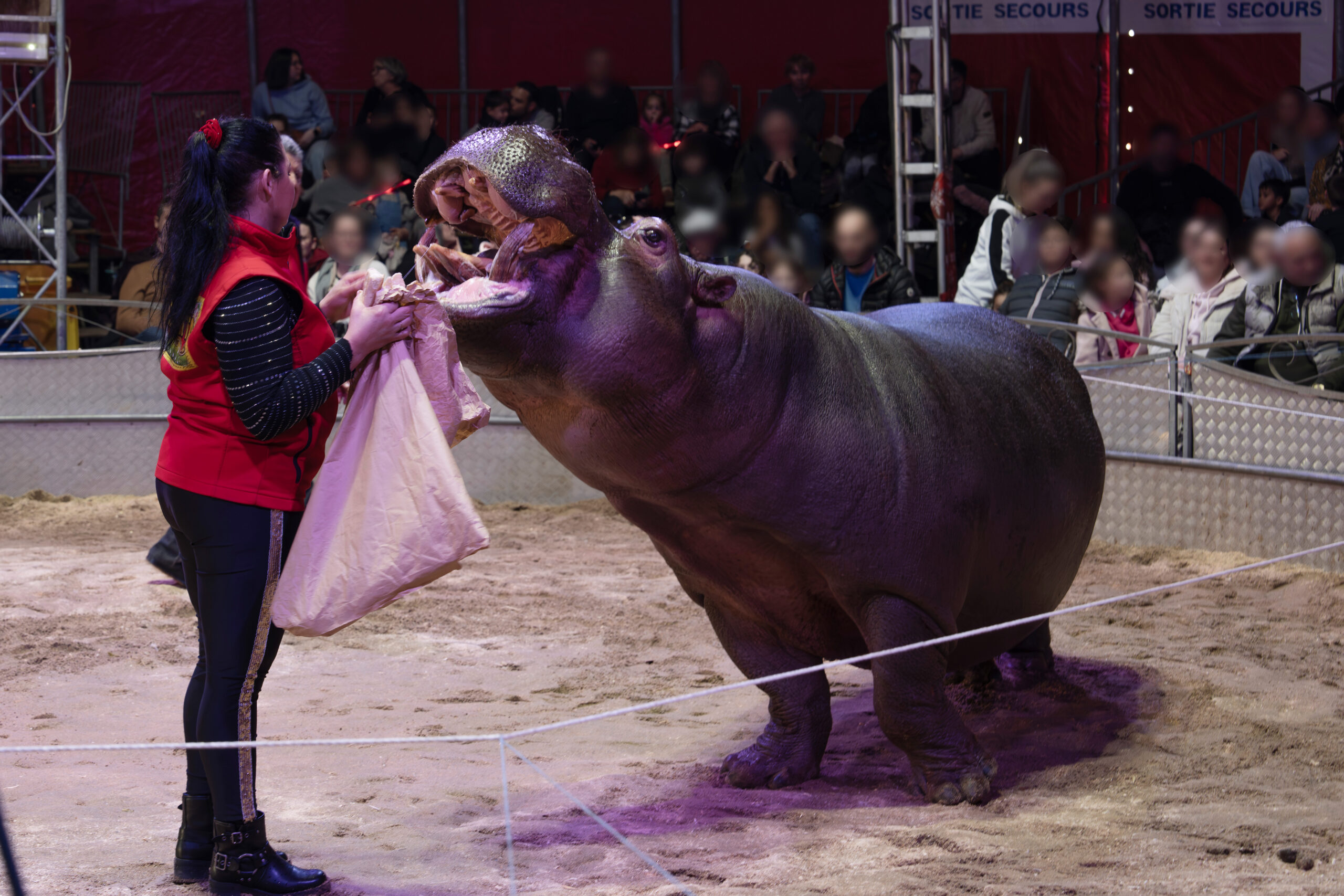 Jumbo en grande souffrance: un vétérinaire spécialiste de la faune sauvage tire la sonnette d’alarme