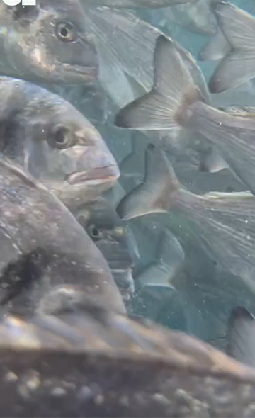 Cannes - Journée Mondiale pour la Fin de la Pêche