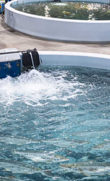 Non au projet écocidaire de ferme à saumons
