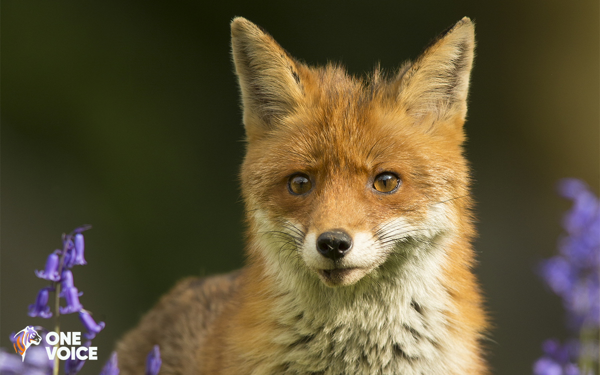 7 associations lancent une pétition pour sortir les renards de la liste des « Espèces Susceptibles d’Occasionner des Dégâts »